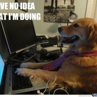 Chien qui tape sur un ordinateur